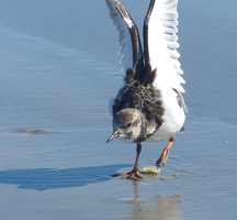 Ruddy Turnstone